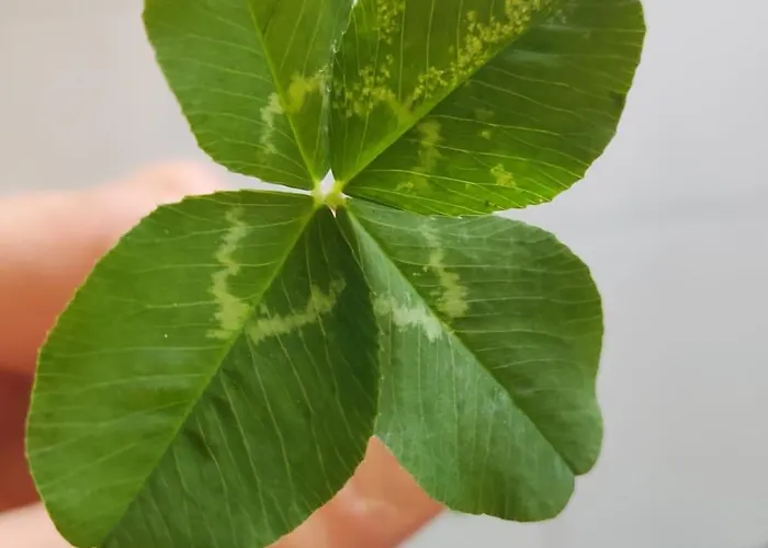 Domus Dea Hébergement de vacances *