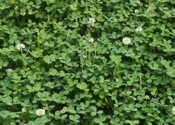 Hébergement de vacances Domus Dea Pompéi