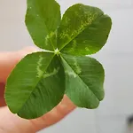 Domus Dea Casa vacanze *