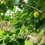 Domus Dea Casa vacanze