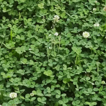 Casa de Férias Domus Dea Pompeia