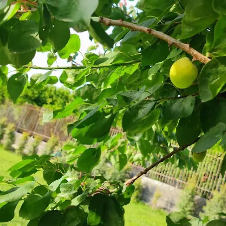 Domus Dea Semesterbostad