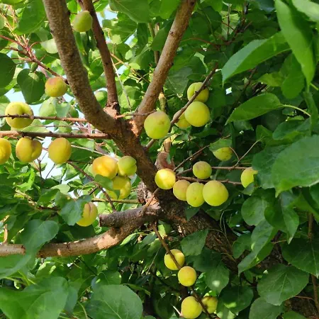 Semesterbostad Domus Dea *