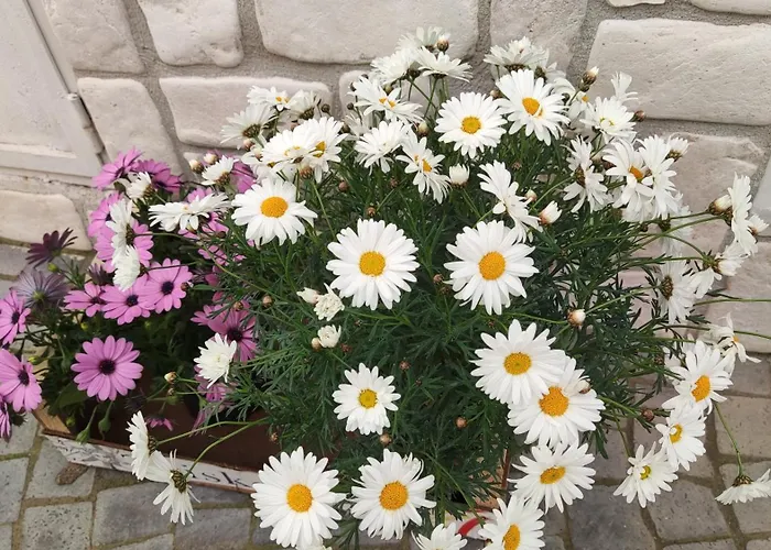 Domus Dea פומפיי