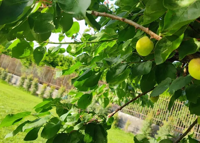 Domus Dea Casa vacanze