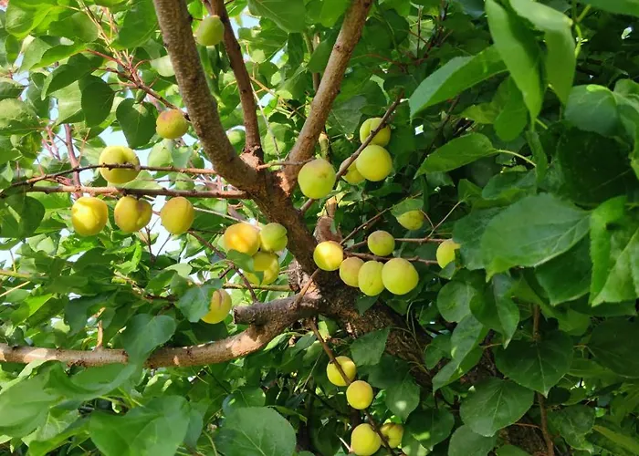 Casa vacanze Domus Dea *