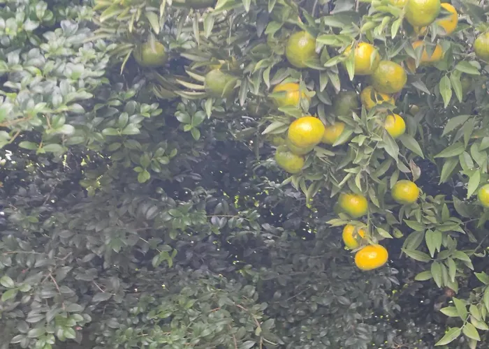 Domus Dea בית נופש